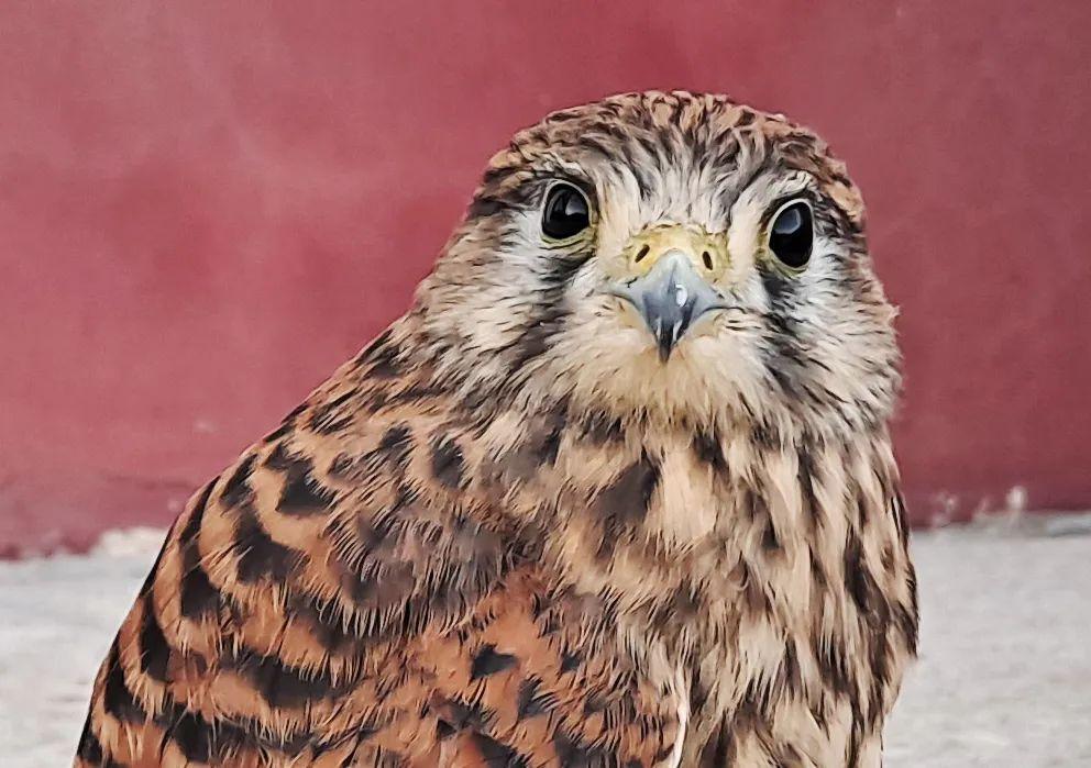 小红隼落难获救助,大妈救助一只红隼下集