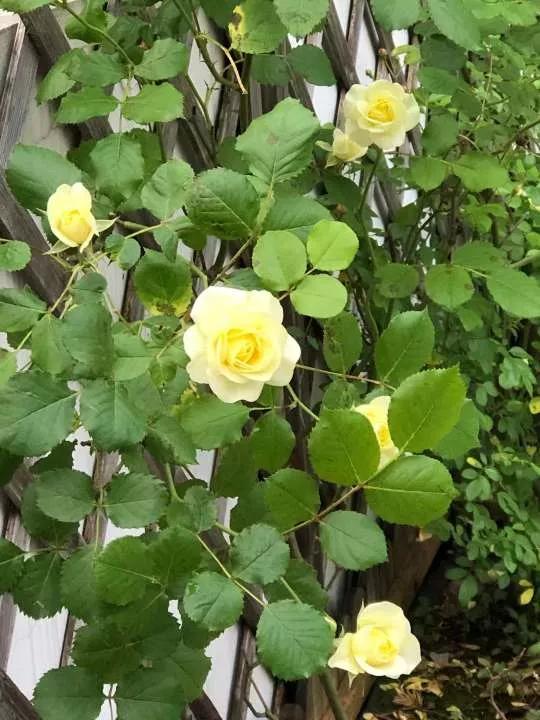 月季品种醉花,月季品种大全及图片欣赏