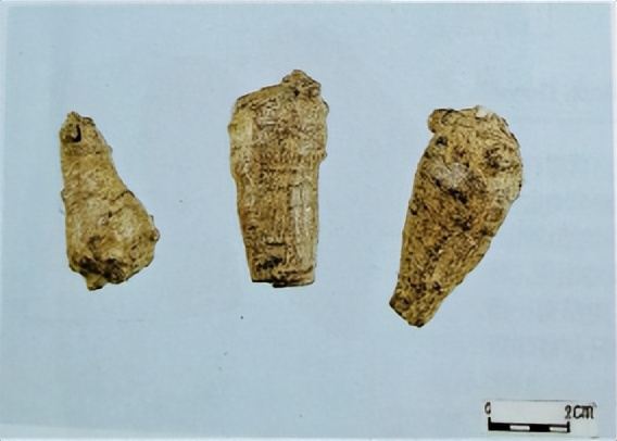 三七和金不换是一样的吗,金不换和三七是同一种中药吗