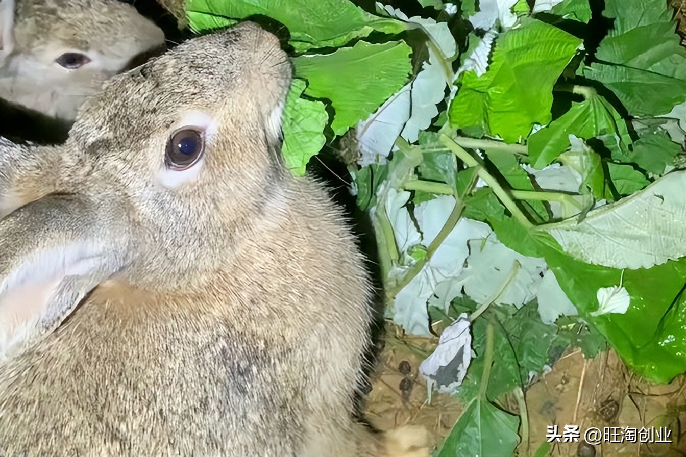 兔子养殖利润和前景到底如何,兔子养殖利润和成本计算