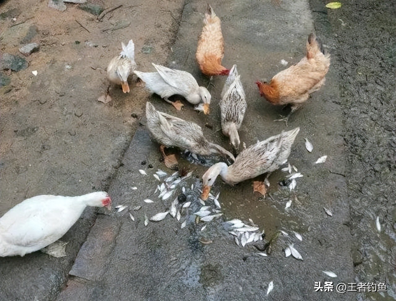 钓小鱼的鳑鲏十种方法,钓鳑鲏鱼最佳季节