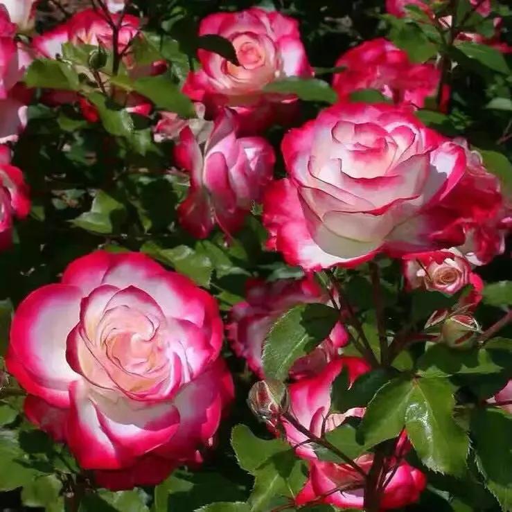 2023年02月27日星期一农历:癸卯年【兔年】二月初八八九第5天