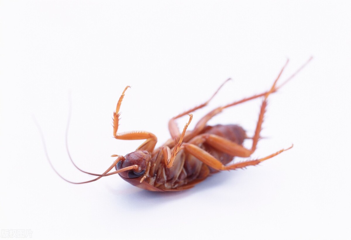 消灭蟑螂最有效的方法是生物防治,怎么消灭蟑螂害虫最有效