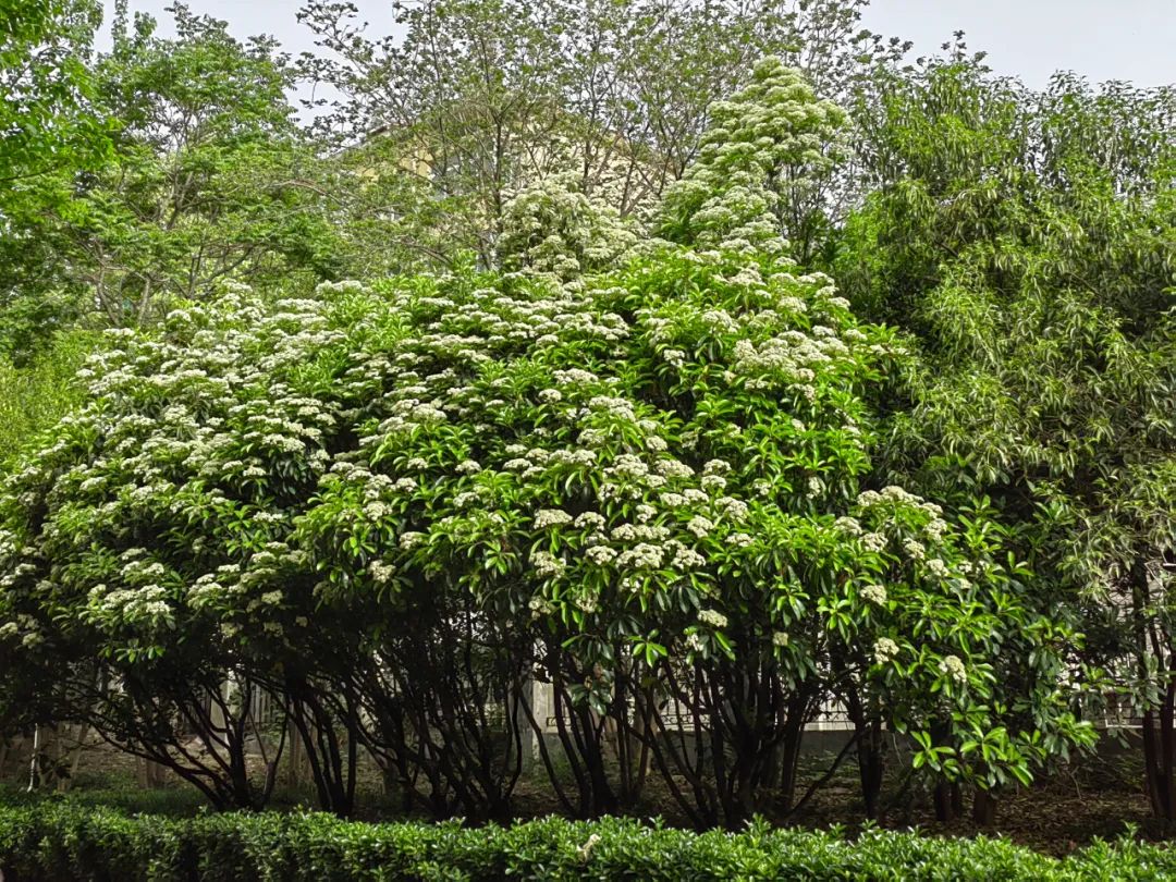 石楠花很臭为什么满大街都种呢,石楠花那么臭为什么要种那么多