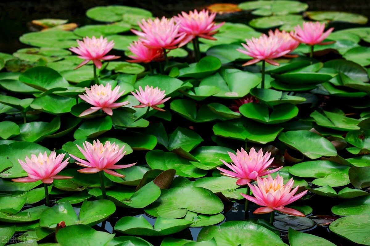 #新人百粉互动新人破百小组新人千粉互动计#我养的睡莲没开花