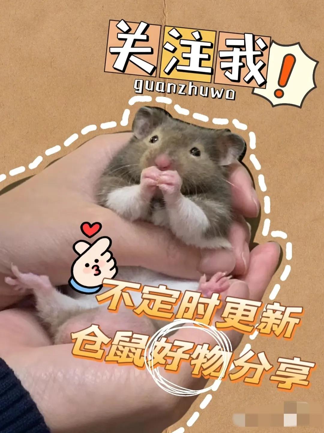 仓鼠用品萌宠,萌宠大人科普仓鼠知识