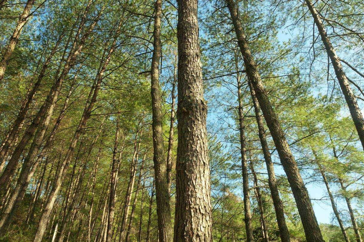 马尾松入药最佳部分,马尾松如何入药