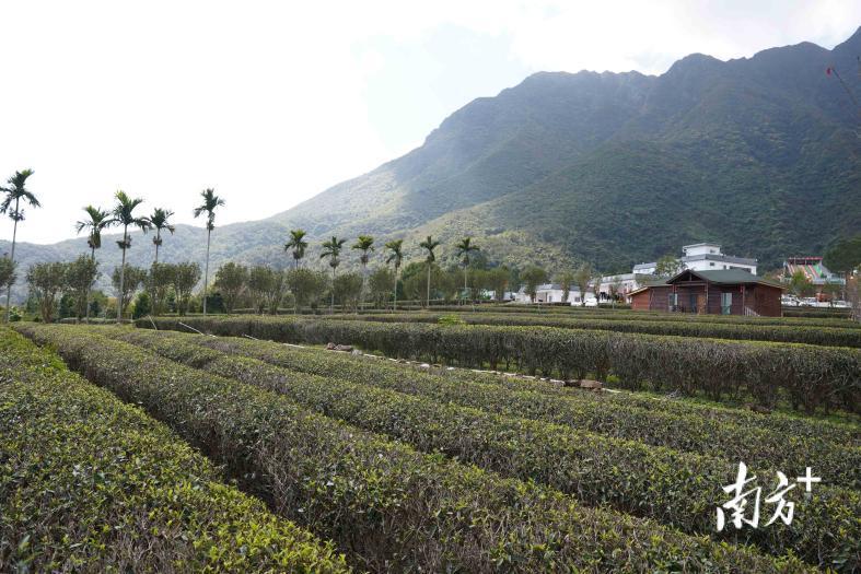 莲花茶业：走茶旅融合之路，效益年年攀升丨海丰县莲花山茶产业园系列报道⑪
