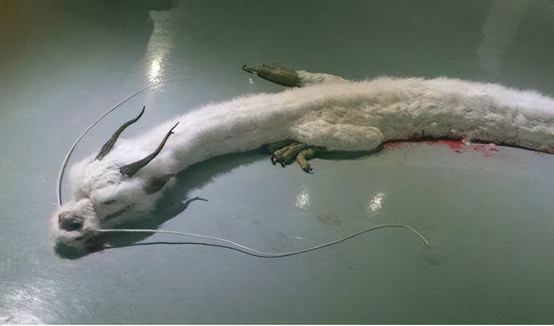 蛇有寿命为啥野外看不到死蛇,蛇活百年为蟒