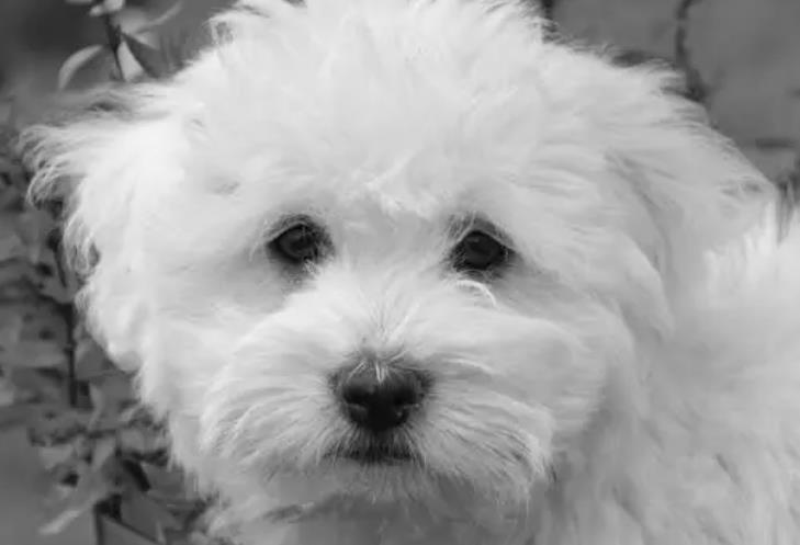 女子与狗狗共享生活，医院检查揭示令人惊讶的结果