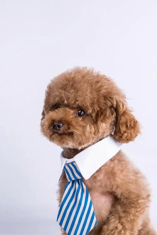 各种品种的狗特点,常见的狗品种特点