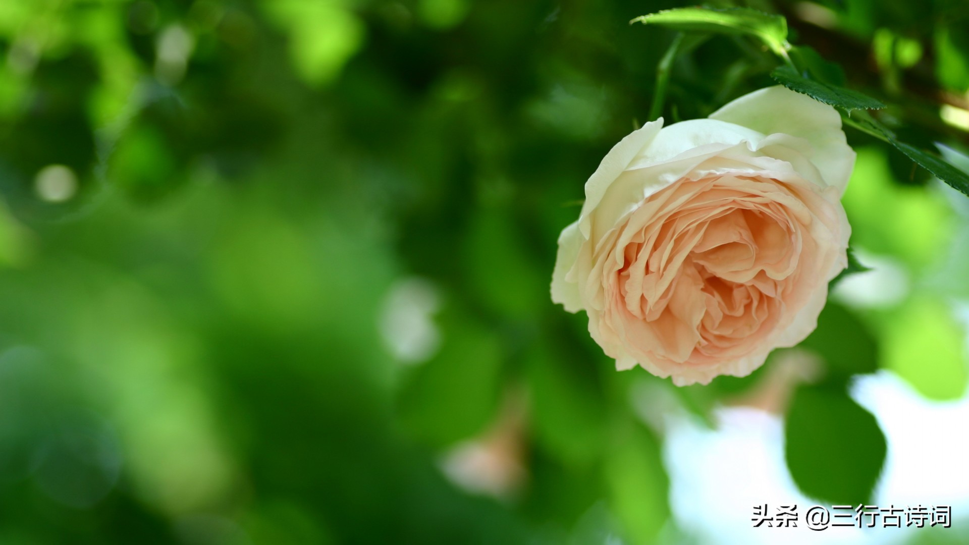 愿有人待你如初从此深情不被辜负,愿你温暖如初的经典语录