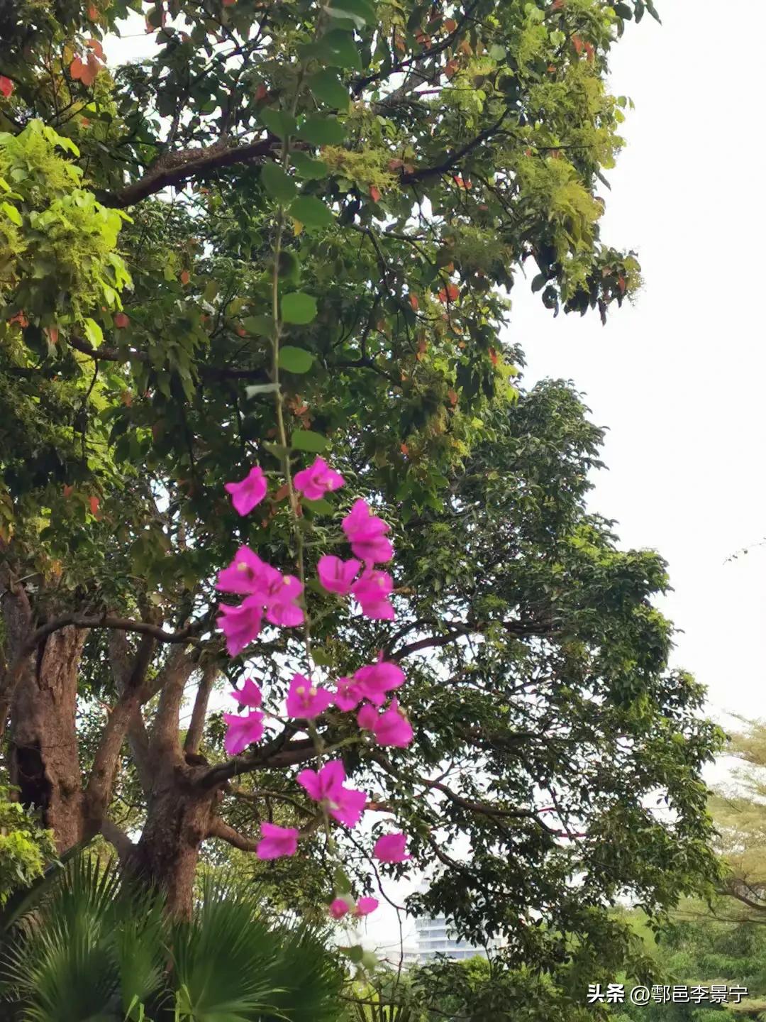 题大明宫巡园人摄影作品《春天来了》楹联文/李景宁