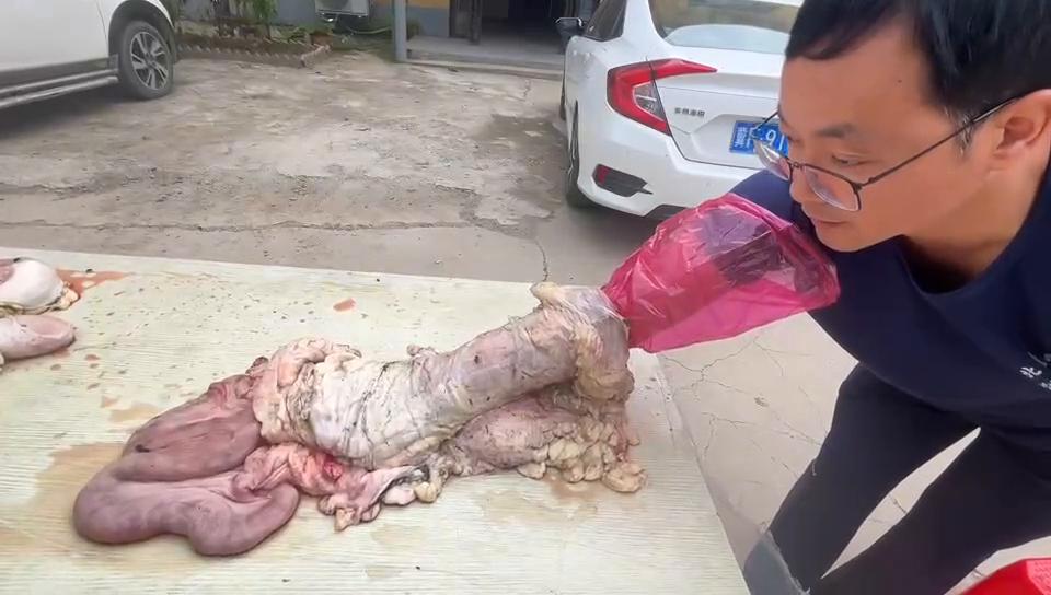 【视频】母牛人工授精技术