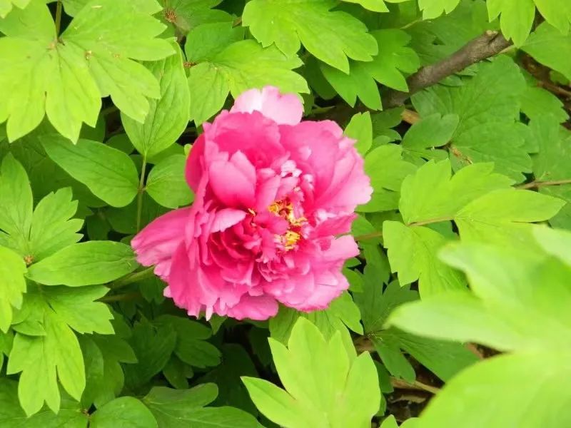 国色天香牡丹花魏紫,国色天香魏紫