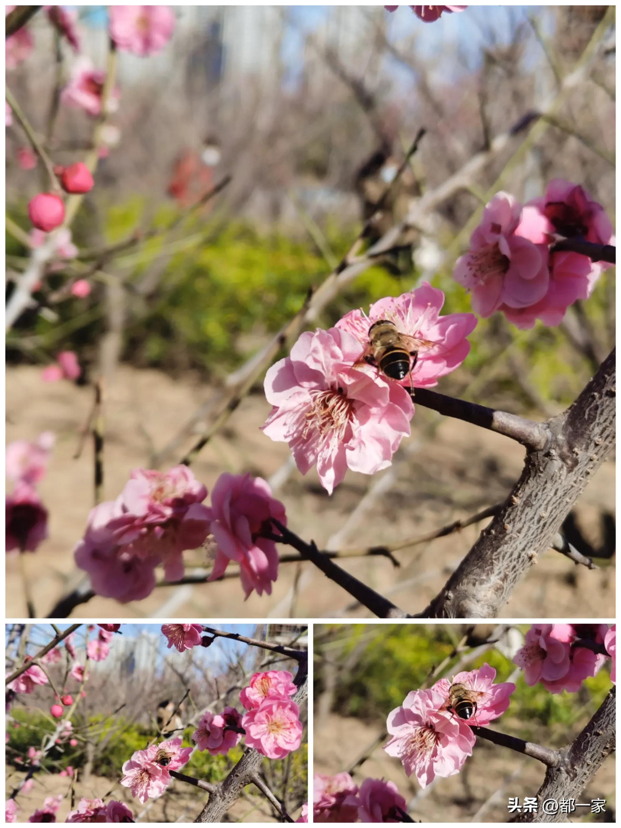 郑州碧沙岗公园赏梅花,春风又至郑州迎来极佳赏梅季