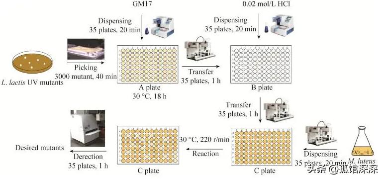 奇异性变形杆菌,奇异变形杆菌内源性感染