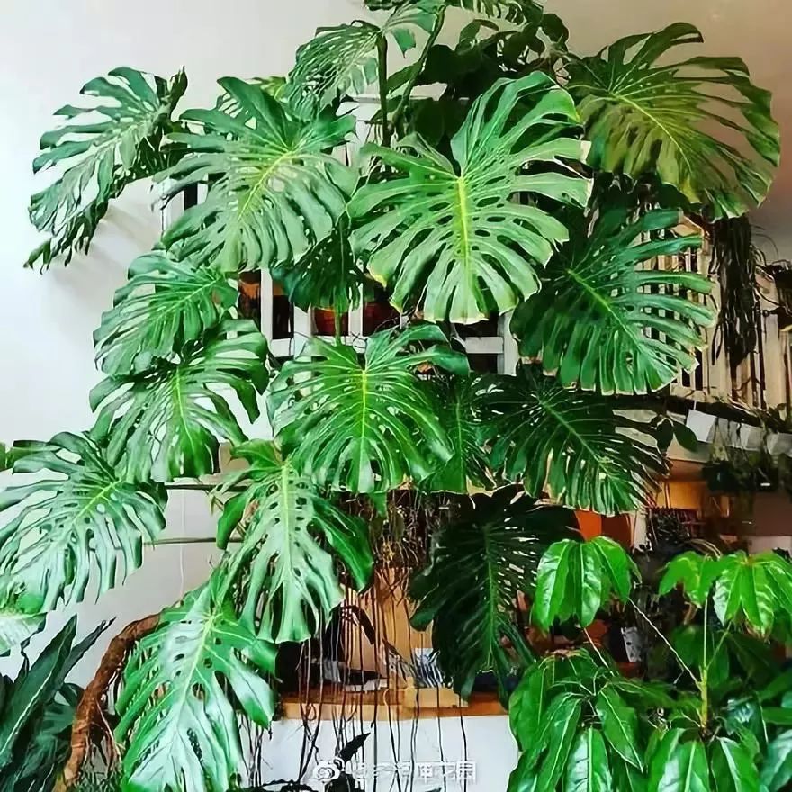 种什么蔬菜可吸甲醛,适合家庭种植的除甲醛植物