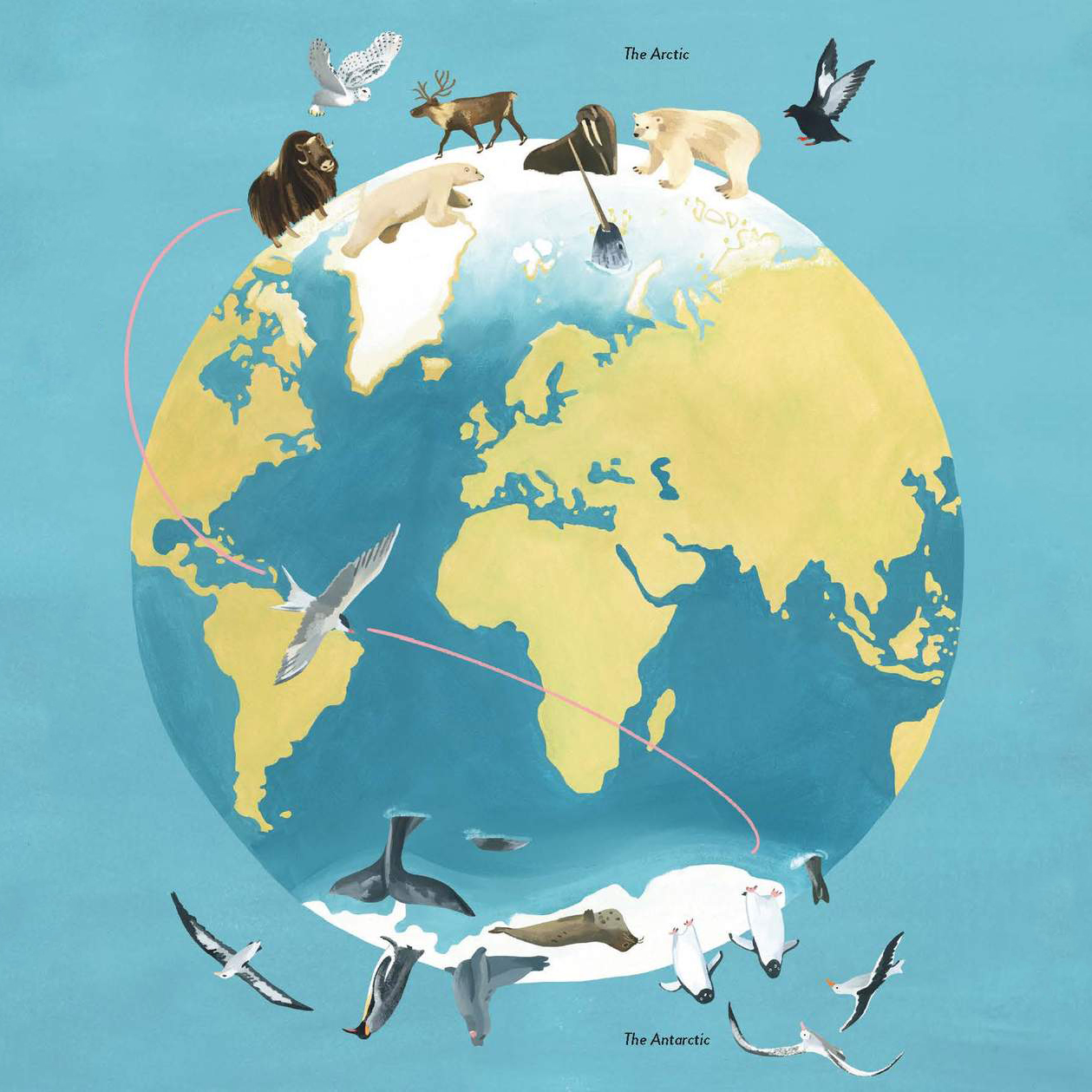 企鹅为什么生活在南极不在北极呢,第一只企鹅为什么不能生活在北极