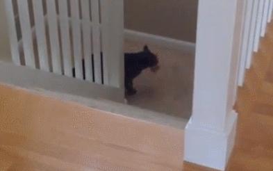 猫咪为啥叼着玩具嚎叫?谷歌569万搜索解密...