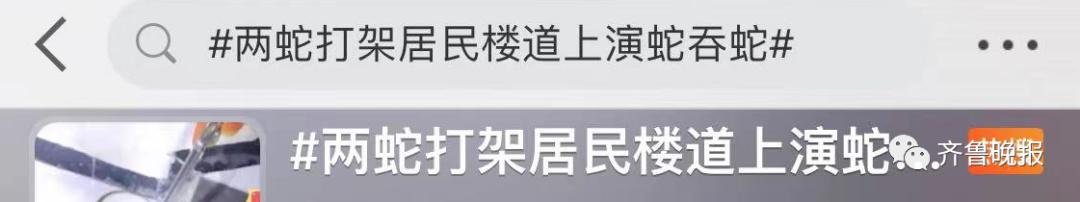 蛇总是偷吃鸡蛋怎么办,2米长蛇惊现居民楼