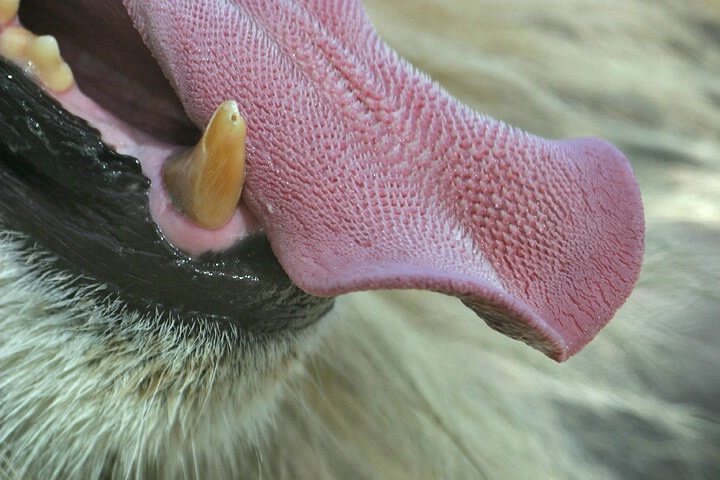 猫舌头上的倒刺和老虎的倒刺,老虎舌头的倒刺会伤到自己吗