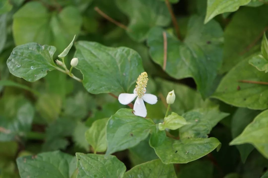 150种常见药用植物大全,150余种常见药用植物花期组图