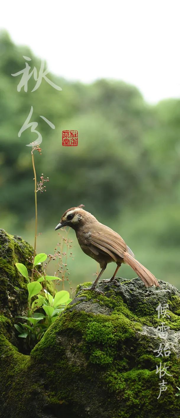 今日秋分丨秋实春华，草堂浮生