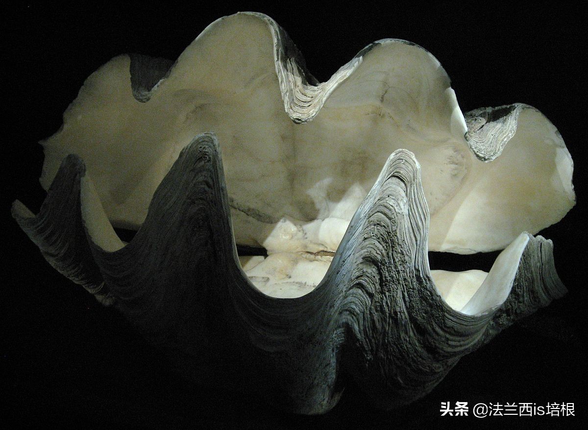 广西精致螺形勺子测评,螺形勺子有毒吗