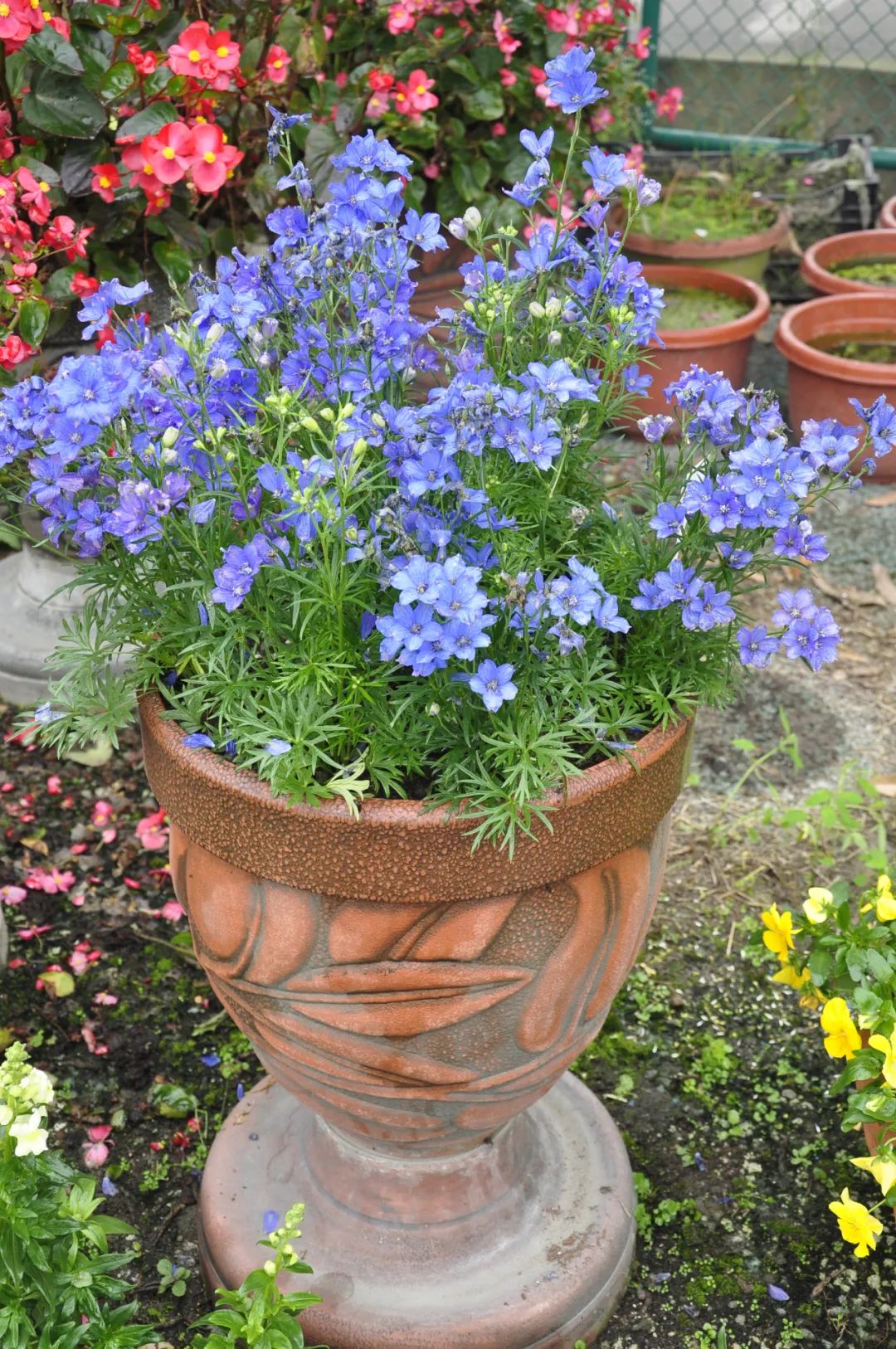 冬天在室内不怕冻的有哪些植物,冬季适合室内不怕冻的植物