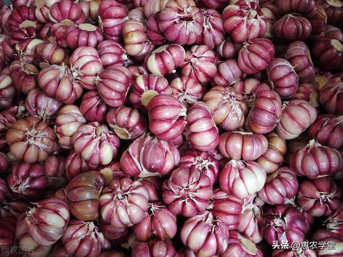 大蒜价格今年的大蒜多少钱一斤,2018年大蒜价格多少钱一斤