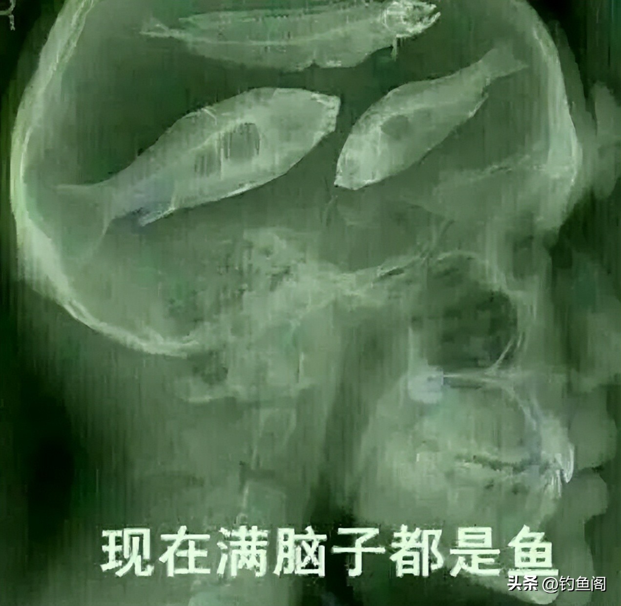 钓鱼新技巧你学会了吗,钓鱼的这几大误区钓鱼人应该知道