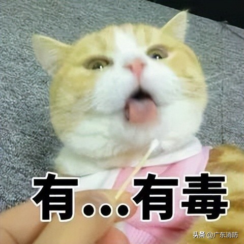 在深山老林捡菌子,夫妻深山捡菌子