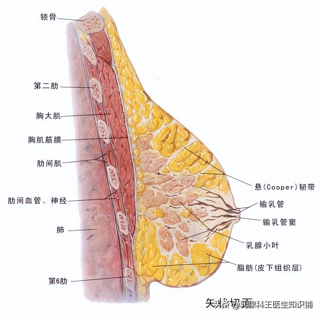 你必须知道！原来“乳头内陷”的危害这么大