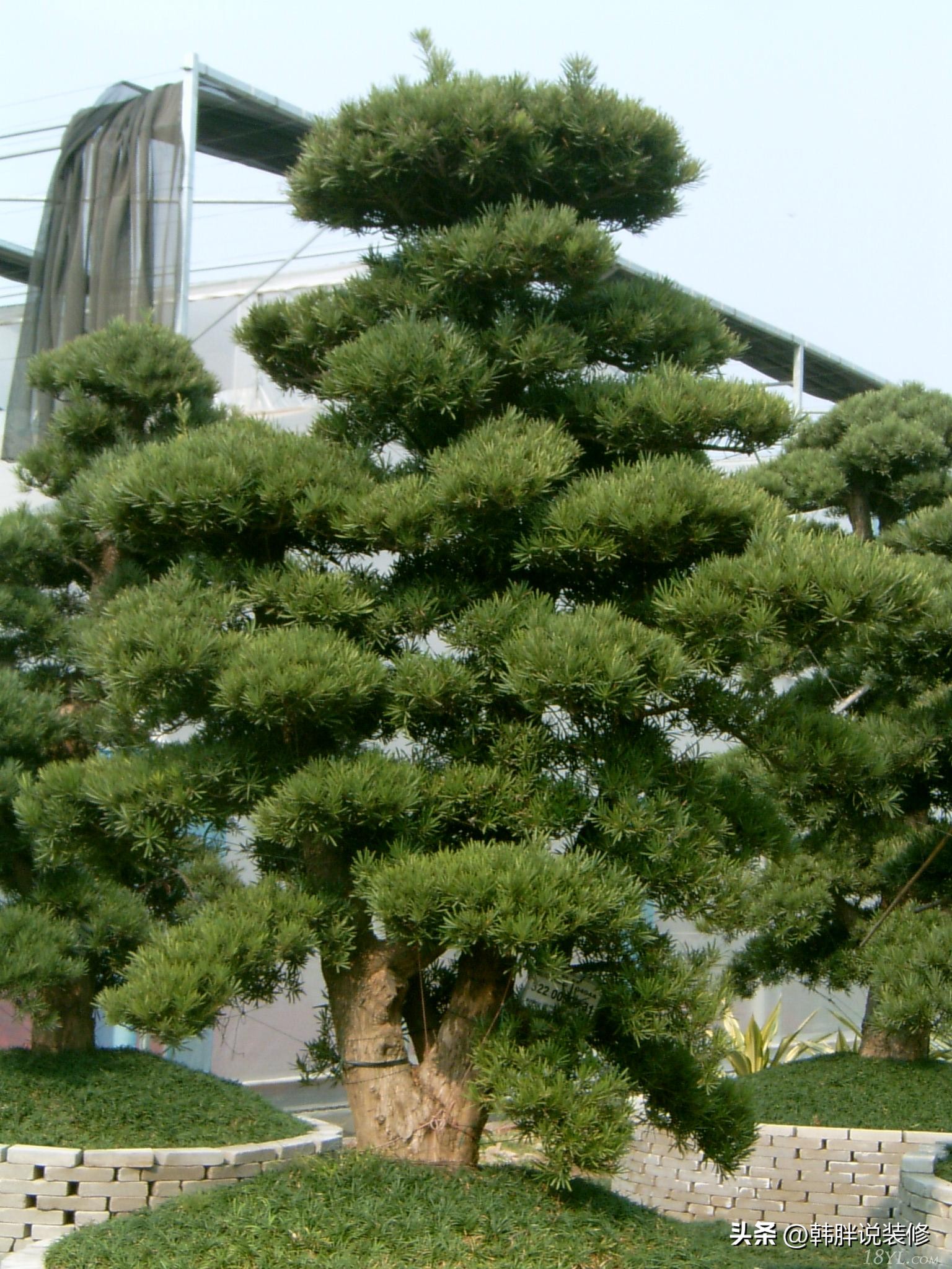 房前屋后栽什么树招财,家中最旺风水的树排名榜