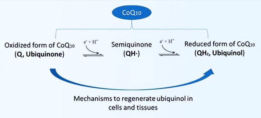 你所不知道的辅酶q10,最新一代辅酶q10是什么