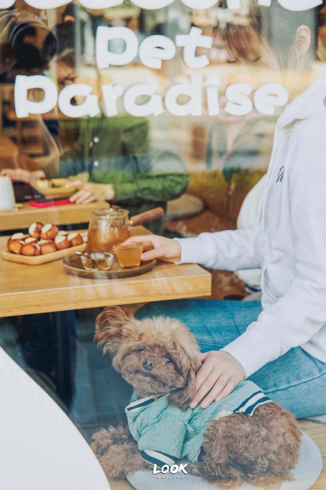 宠物和春天都不可以辜负！北京这6家宠物友好店，随时都能带着自家“毛孩子”去玩