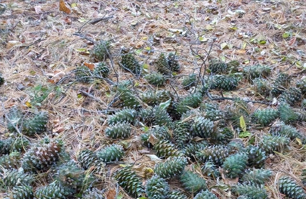 民国的长白山有种山客，他们采“桦树茸”，这活可不是谁都能干的