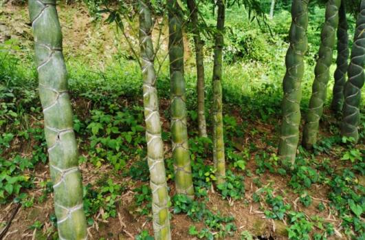 竹子做的酒真的能喝吗,竹子灌酒为什么酒没有了