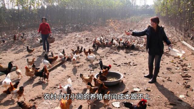 兔子养殖增收脱贫,兔子养殖赚钱吗