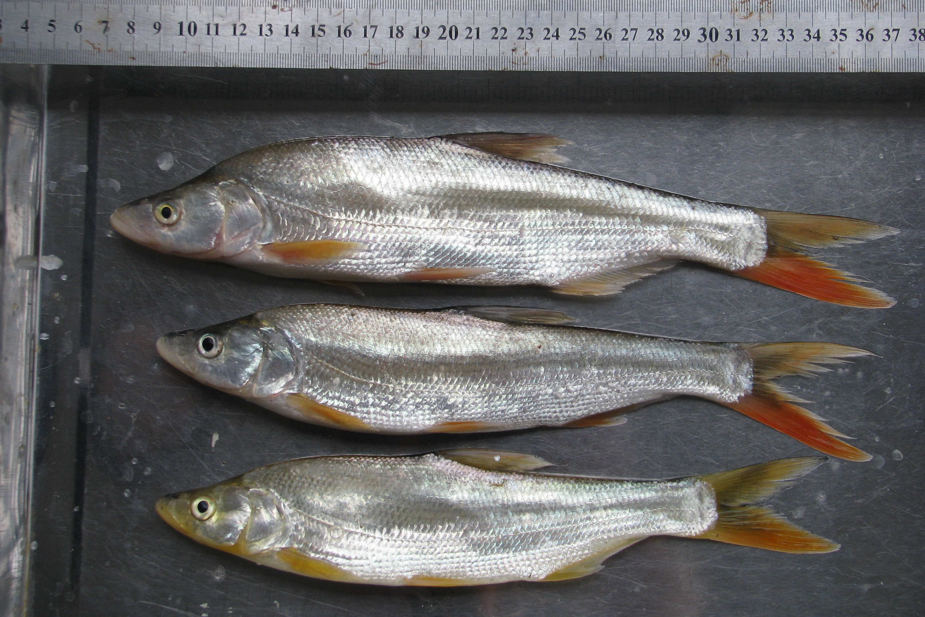 黑龙江鱼类大全名称,黑龙江十大出名鱼排名