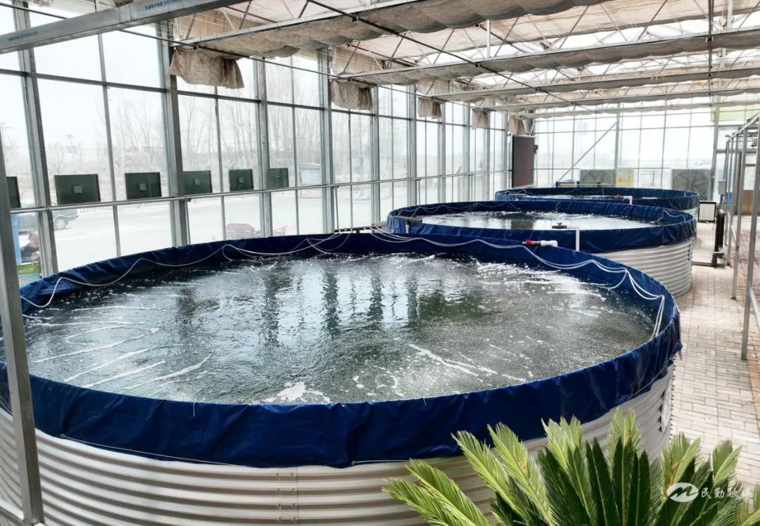 “沙窝窝”里养出“致富鱼”——民勤县红旗谷现代智慧农业示范园引进高密度智慧养鱼项目打开致富新门路