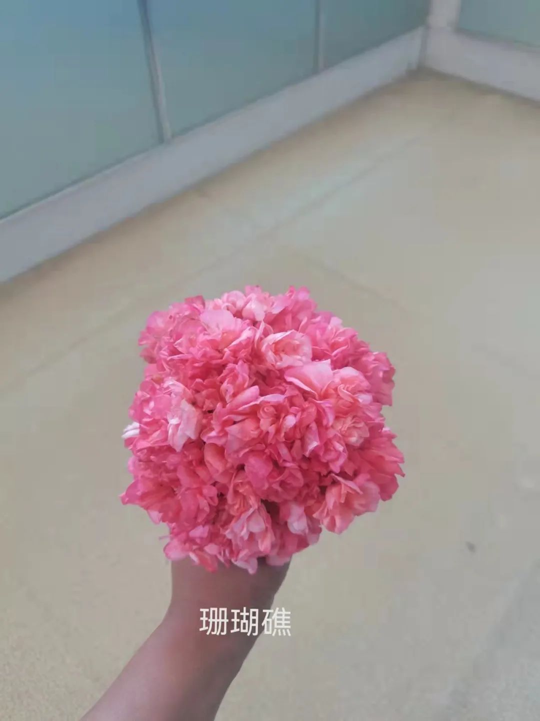 入门天竺葵的扦插方法图解,天竺葵扦插跟绣球扦插方法一样吗