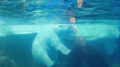 天津海昌极地海洋公园冬天营业吗,天津海昌极地海洋公园游玩攻略