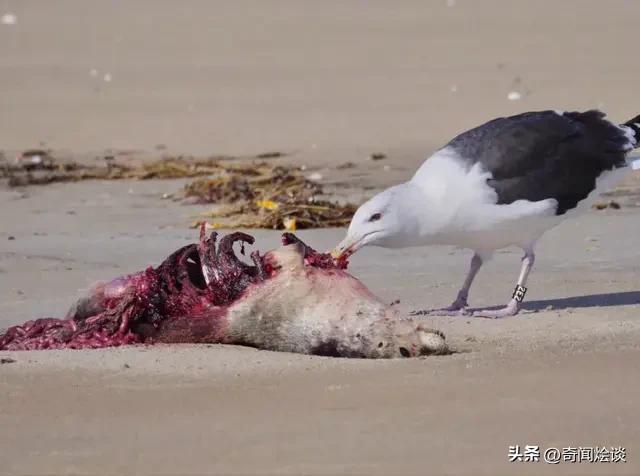 凶残的动物捕猎现场,盘点动物捕猎瞬间的迷惑行为