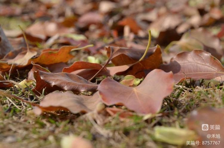 暮秋雅阁微刊第十八期