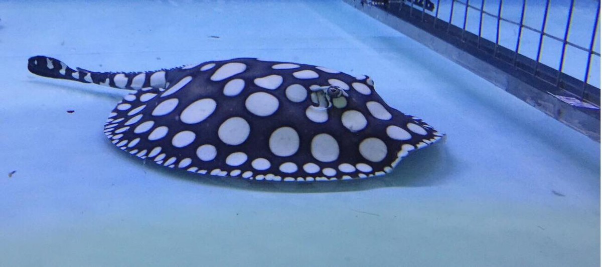 龙鱼缸下面混什么鱼,龙鱼缸里配什么鱼