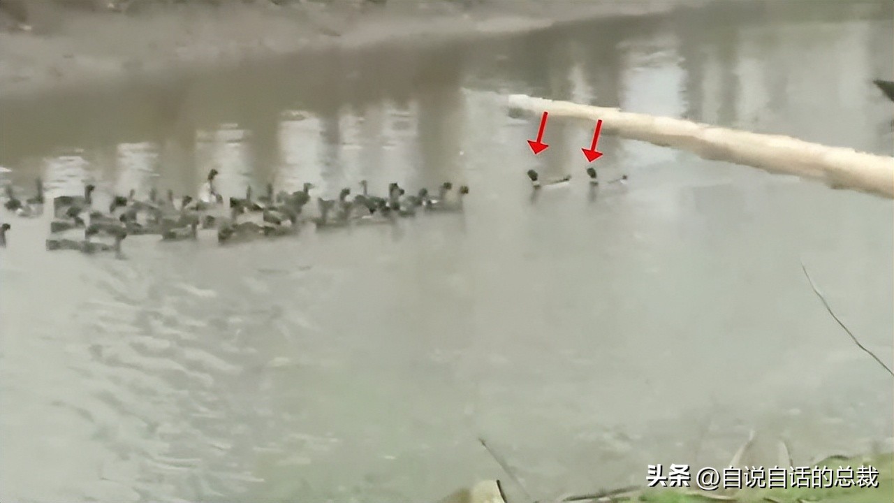 鸭：一鸭战四虎？弹射胜航母？鸭子的真相，也许超乎你的想象