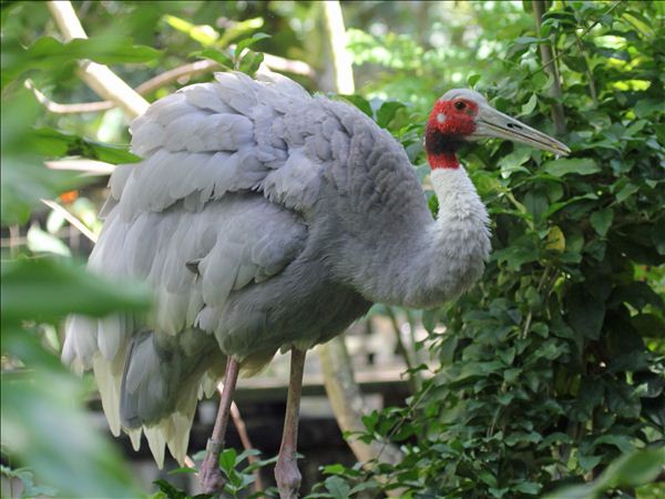 世界上濒临消失的物种有哪些,中国消失的十大物种