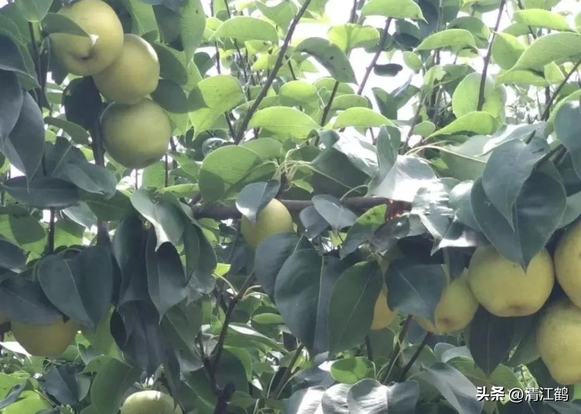 梨果病害图片大全,梨果不套袋病虫害防治技术